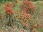 Rezervatia Naturala Dunele Marine de la Agigea